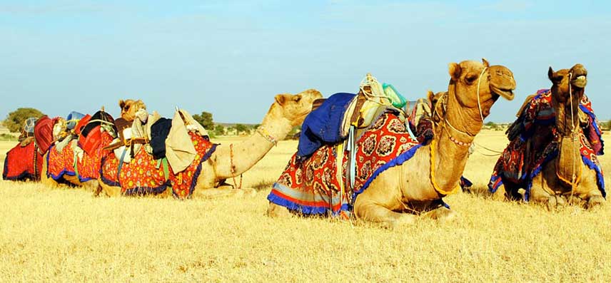 Camel Safari, Rann of Kutch