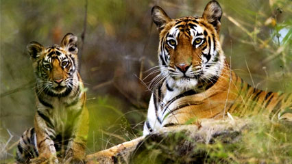 bandhavgarh-jungle-safari